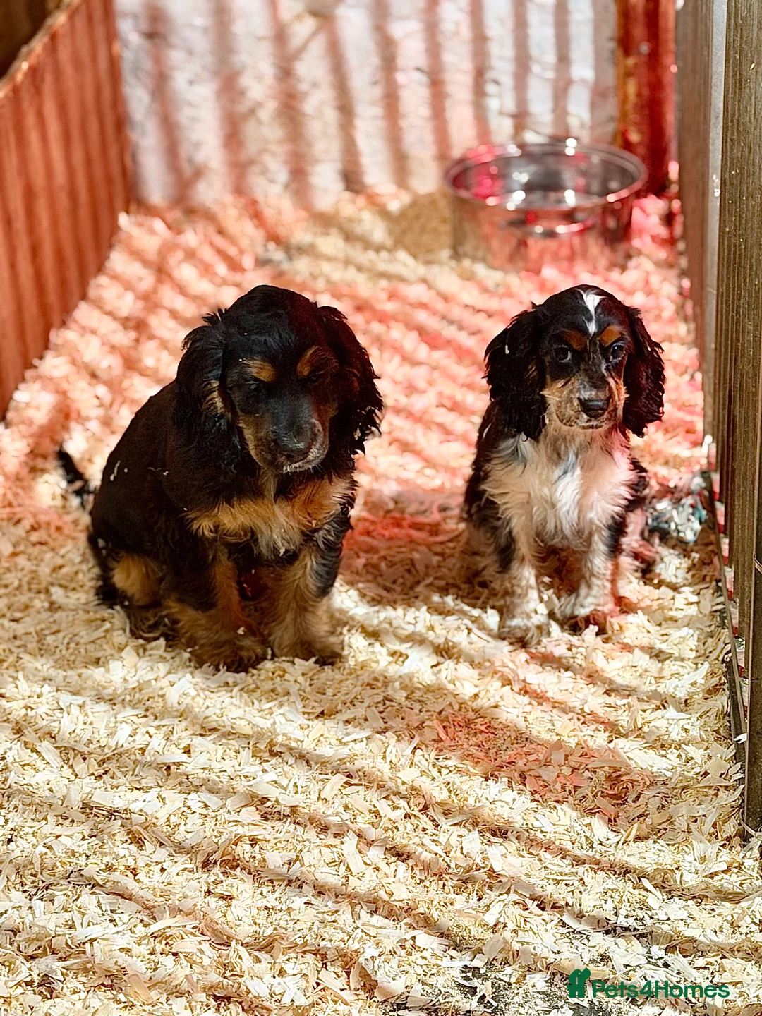 Cocker Spaniel dogs for sale: Fully vaccinated show cockers ready to go! - Advert 1