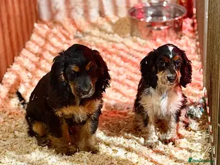 Cocker Spaniel dogs Fully vaccinated show cockers ready to go! - Advert 5