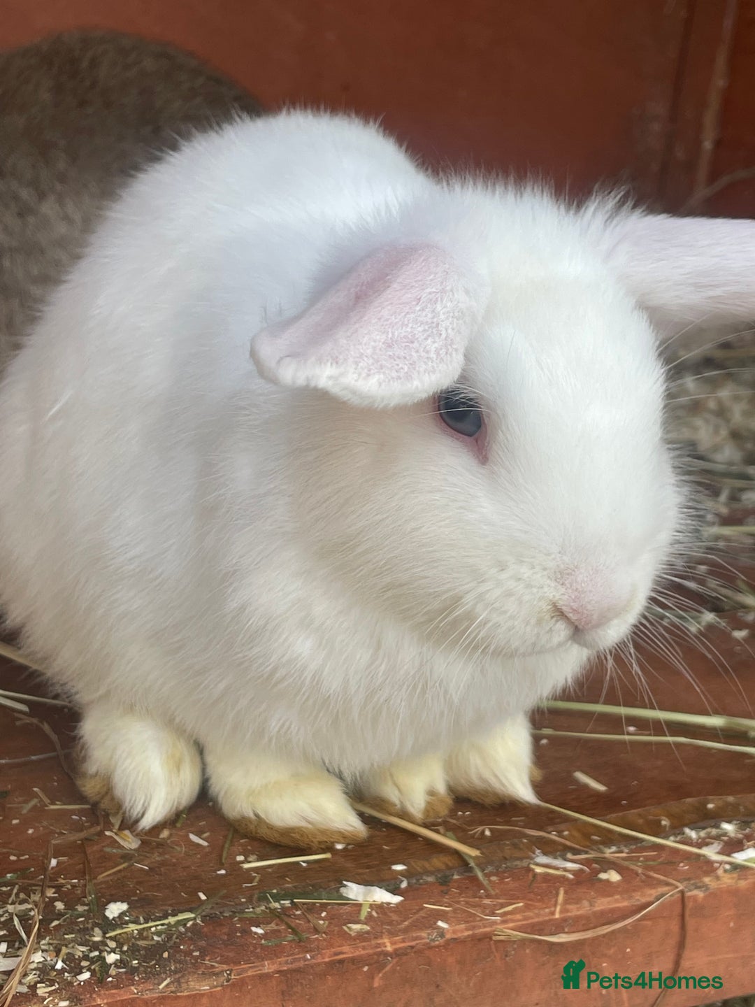 Mixed Breed rabbits for sale: 3 male baby rabbits 12 weeks old - Advert 2