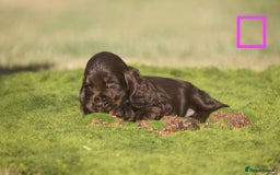 Cocker Spaniel dogs for sale: Show type cocker spaniel pups by Rosie - Image 7