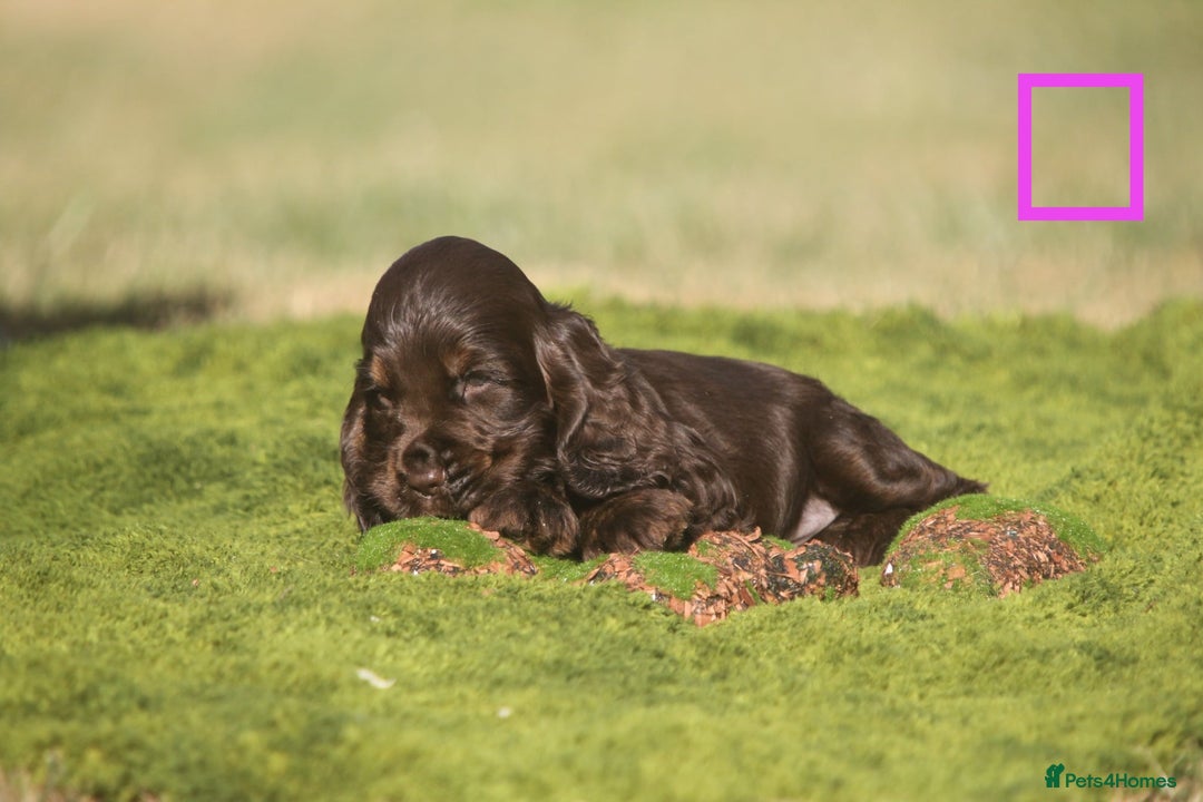 Cocker Spaniel dogs for sale: Show type cocker spaniel pups by Rosie - Image 7