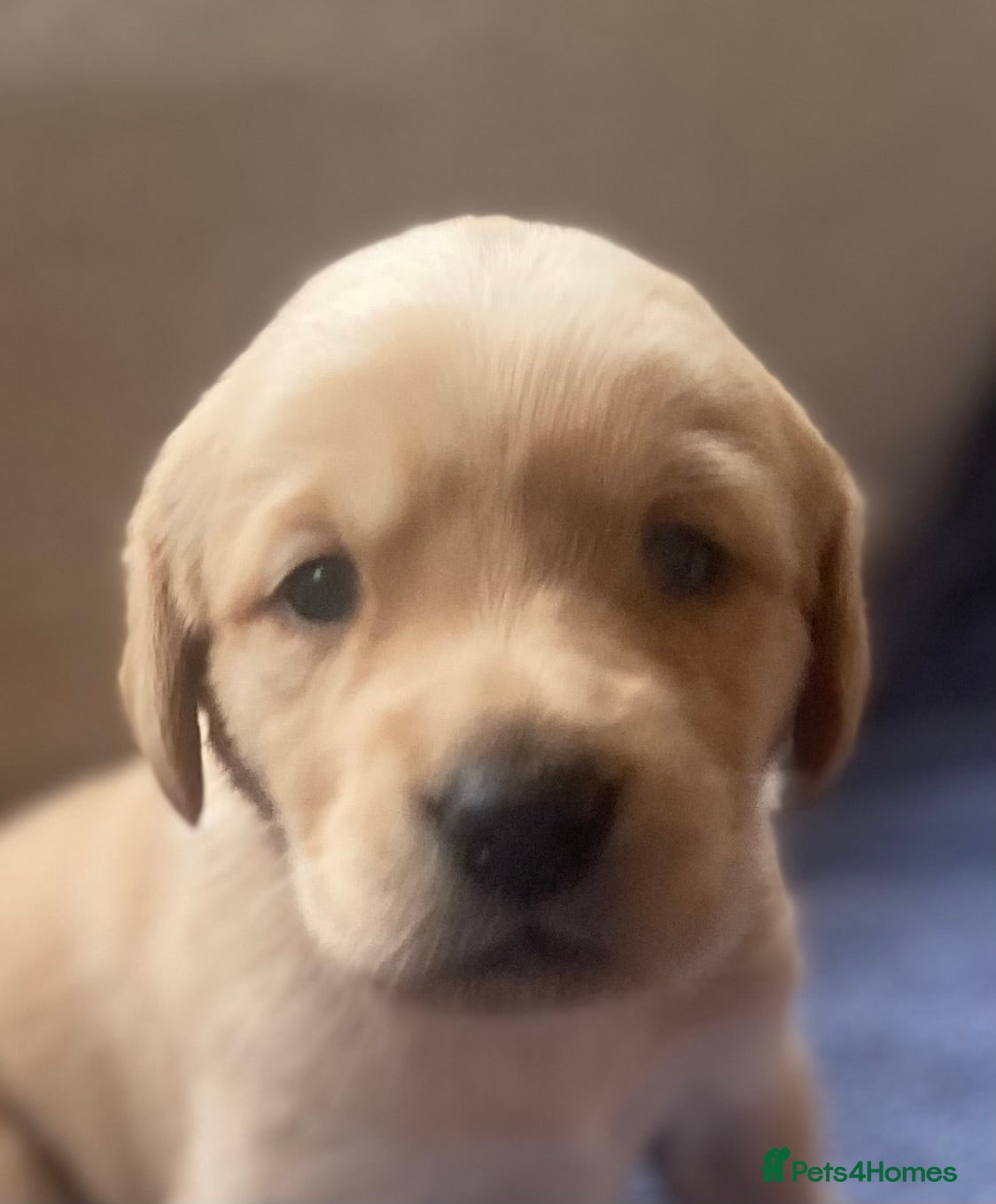 Goldador dogs 🐾 Adorable Labrador x Retriever Puppies 🐕 - Advert 3
