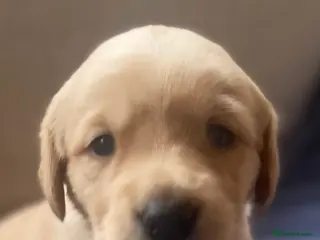 Goldador dogs 🐾 Adorable Labrador x Retriever Puppies 🐕 - Advert 14