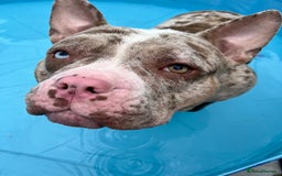 Mixed Breed dogs for sale: French/pocket bulldog  - Image 2