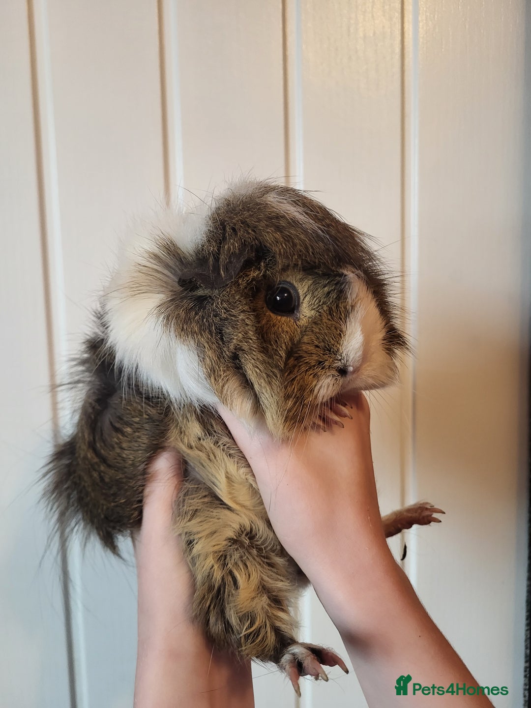Guinea Pig rodents for sale: Guinea pig - Image 2
