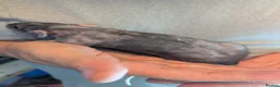 Rat rodents for sale: Female Dumbo rex rats x 4 - Advert 4