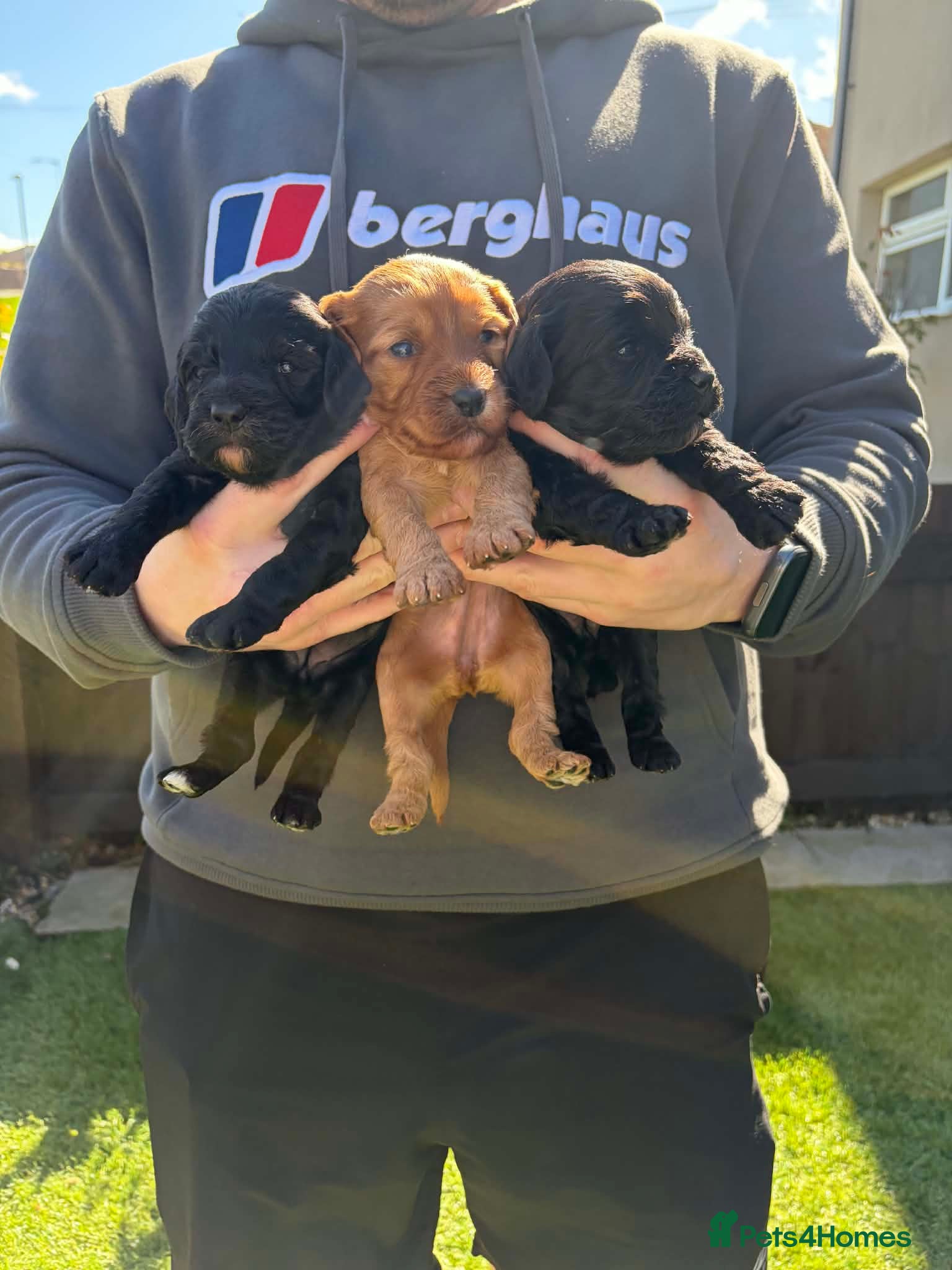 Cockapoo dogs F1 cockapoos [health tested ) - Advert 6