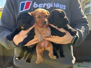 Cockapoo dogs F1 cockapoos [health tested ) - Advert 6