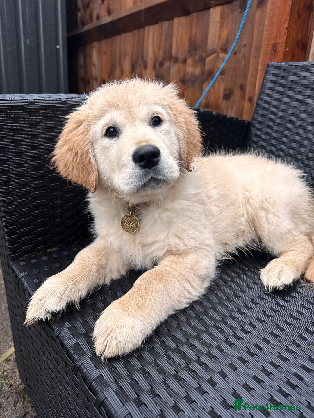 Golden Retriever dogs for sale: Stunning KC Golden Retriever Girl.  - Advert 3