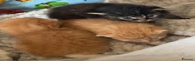 Domestic Shorthair 2