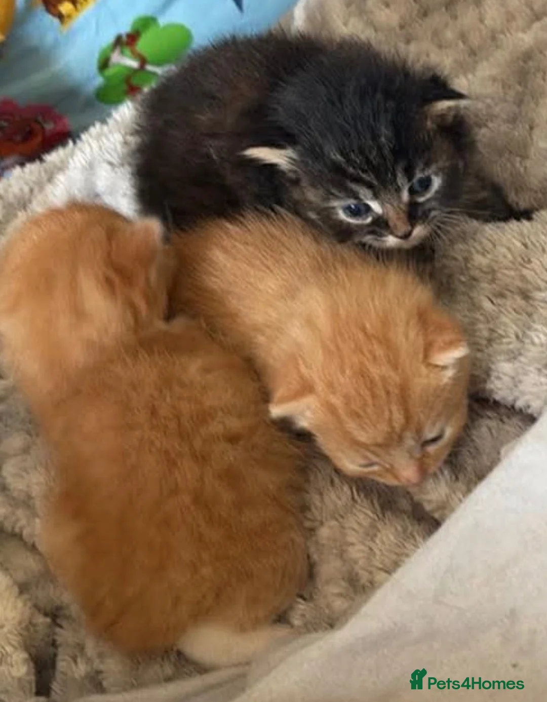 Domestic Shorthair cats for sale: Cats/kittens  in Leeds - Advert 4