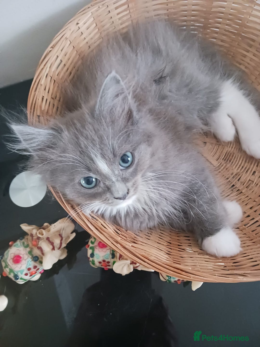 Ragdoll cats for sale: CUTE BLUE MITTED RAGDOLL KITTENS  - Image 15