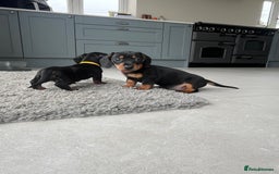 Miniature Dachshund dogs for sale: One beautiful Beautiful girl left  💜🐶  - Image 36