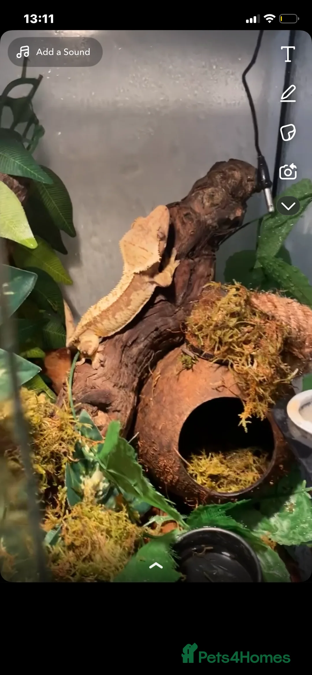 Gecko reptiles for sale: Gorgeous tame cream harlequin crested gecko.  - Advert 5