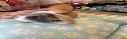 Guinea Pig rodents for sale: Single male guinea pig  - Advert 5