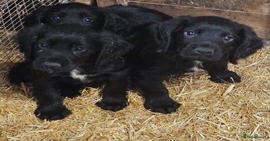 Cocker Spaniel dogs - Advert 6