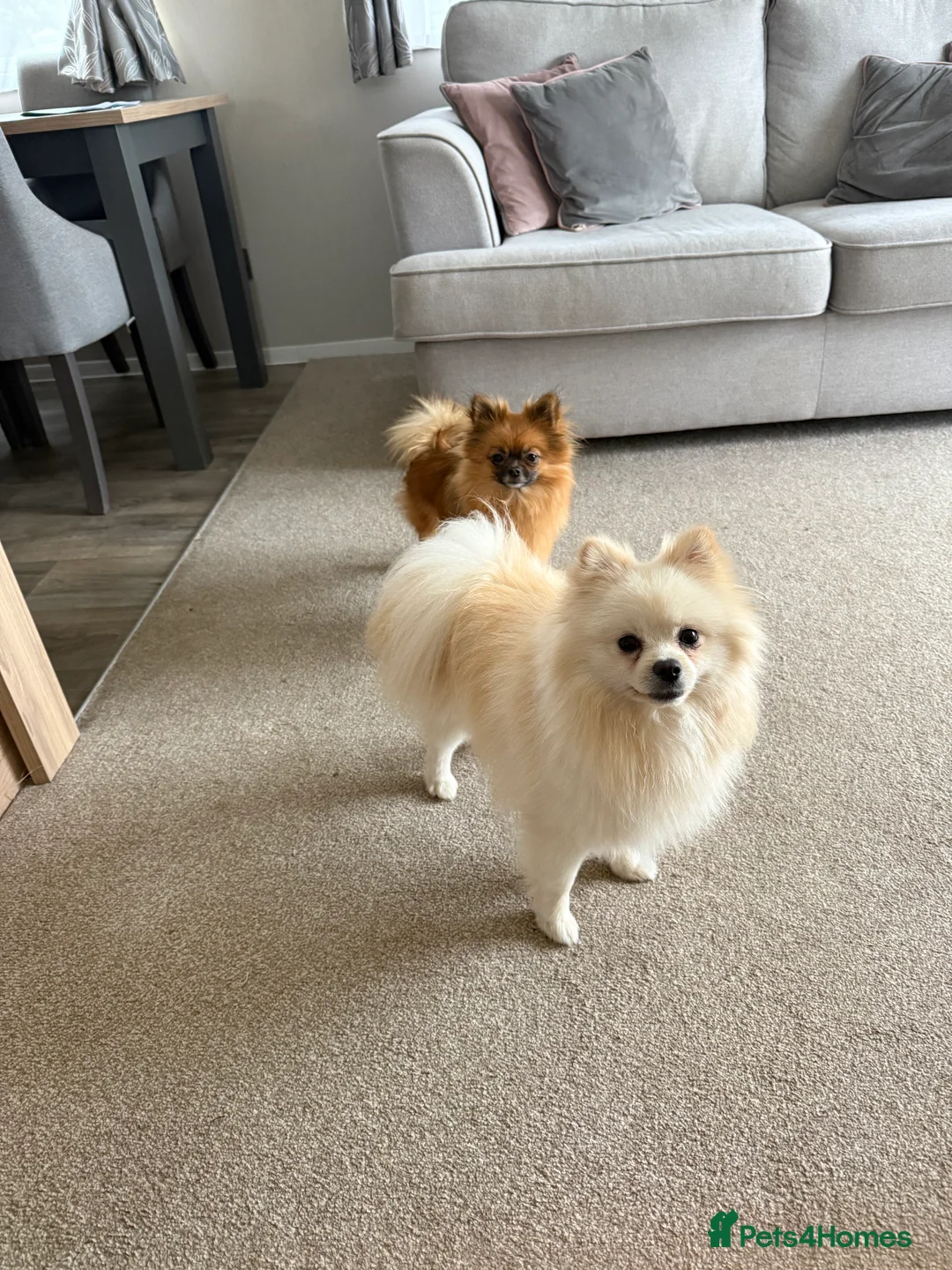 Pomeranian dogs for sale: X2 Pomeranian boys  - Advert 3