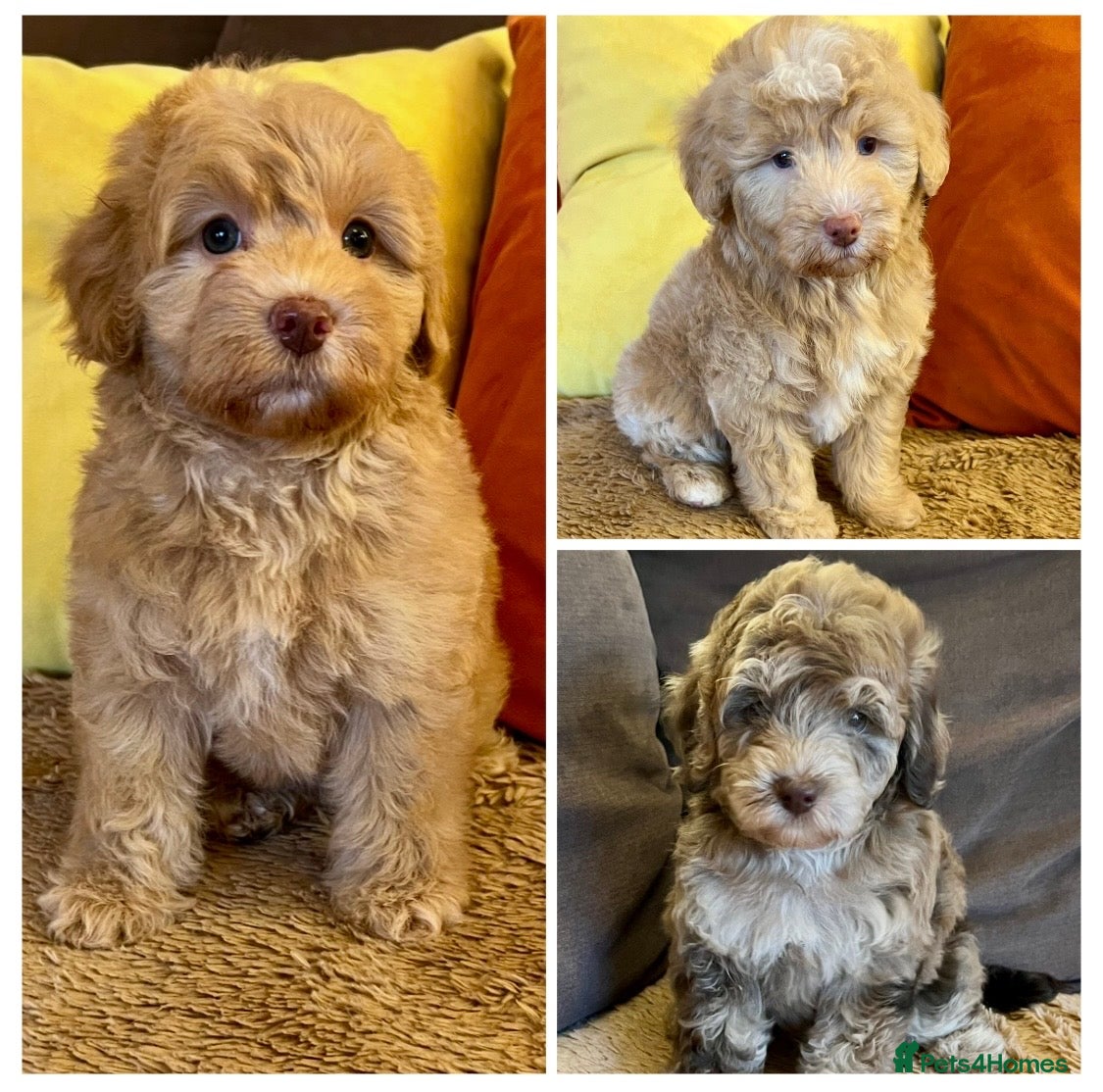Labradoodle dogs Mini Labradoodle pups, READY NOW! - Advert 2