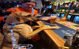 Mixed Breed dogs for adoption: Zach – 10 months old, Male, Mixed Breed Pup - Advert 2