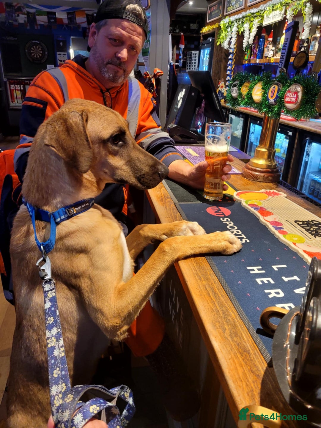 Mixed Breed dogs for adoption: Zach – 10 months old, Male, Mixed Breed Pup - Advert 2