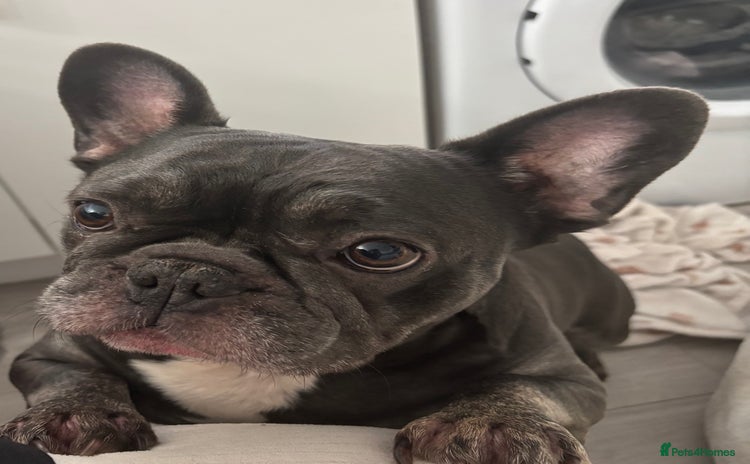 French Bulldog dogs - Advert 10