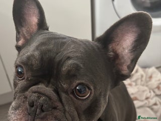 French Bulldog dogs for sale - Advert 1