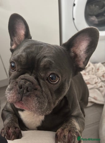 French Bulldog dogs - Advert 1