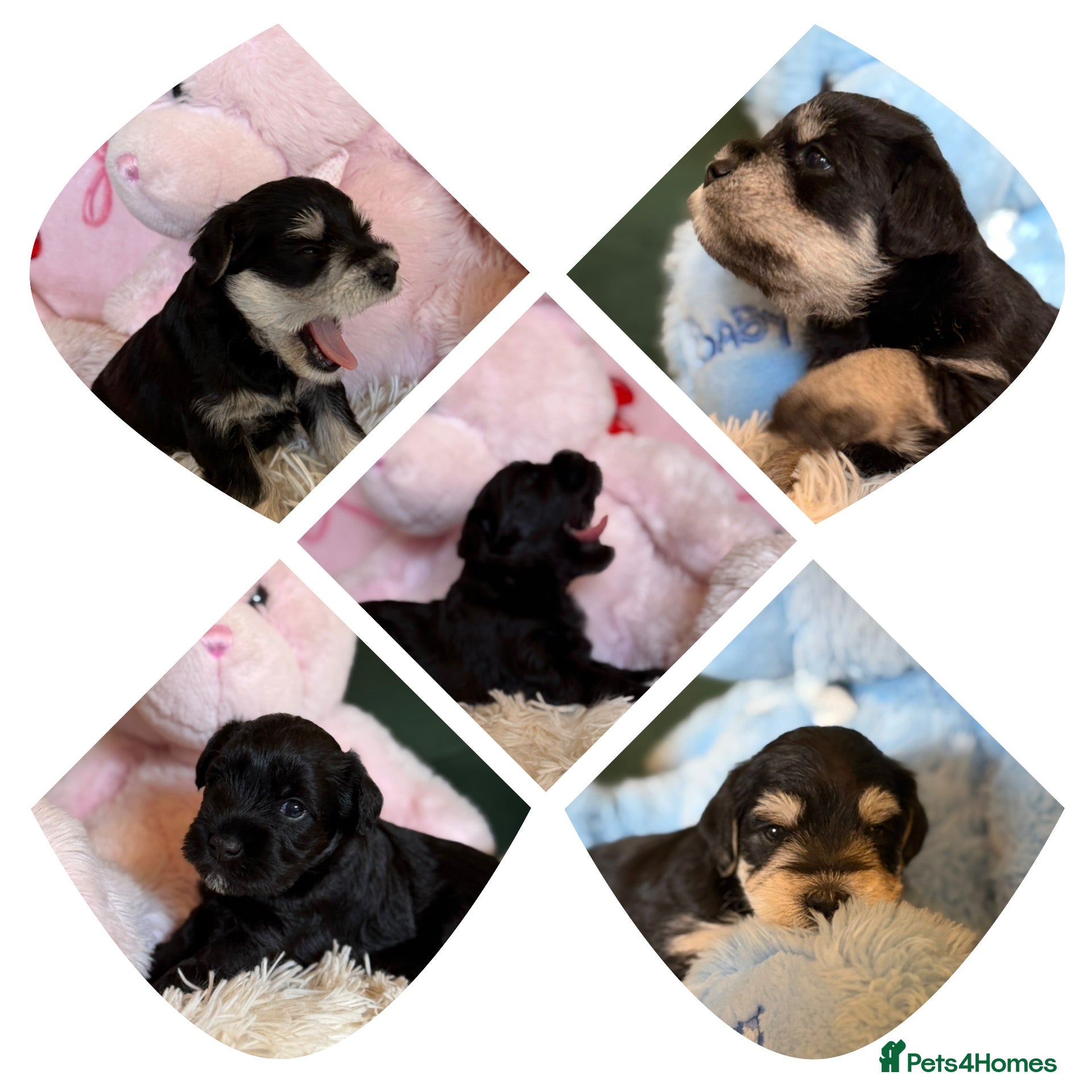 Miniature Schnauzer dogs Amazing Miniature Schnauzer puppies  - Advert 2