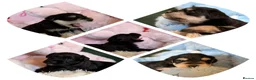 Miniature Schnauzer dogs for sale: Amazing Miniature Schnauzer puppies  - Advert 1