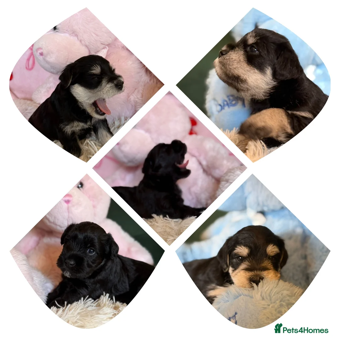 Miniature Schnauzer dogs for sale: Amazing Miniature Schnauzer puppies  - Advert 1