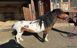 Shetland pony horses for sale: Shetland pony  in Stockport - Image 1