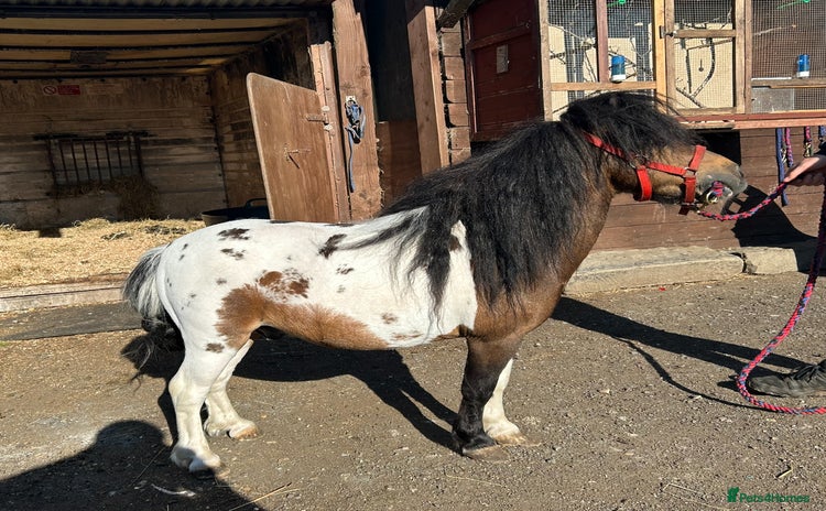 Shetland pony horses in Stockport - Advert 2