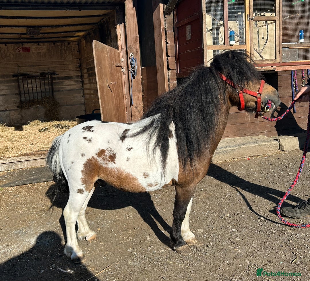 Shetland pony horses for sale: Shetland pony  in Stockport - Image 1