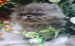 Persian cats for sale: Blue Persian kittens  - Image 13