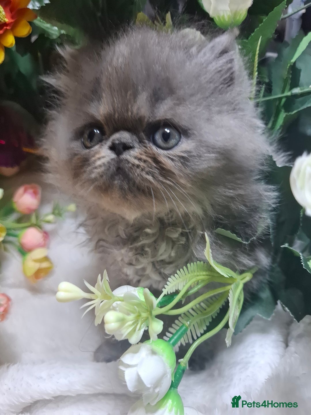 Persian cats for sale: Blue Persian kittens  - Image 13