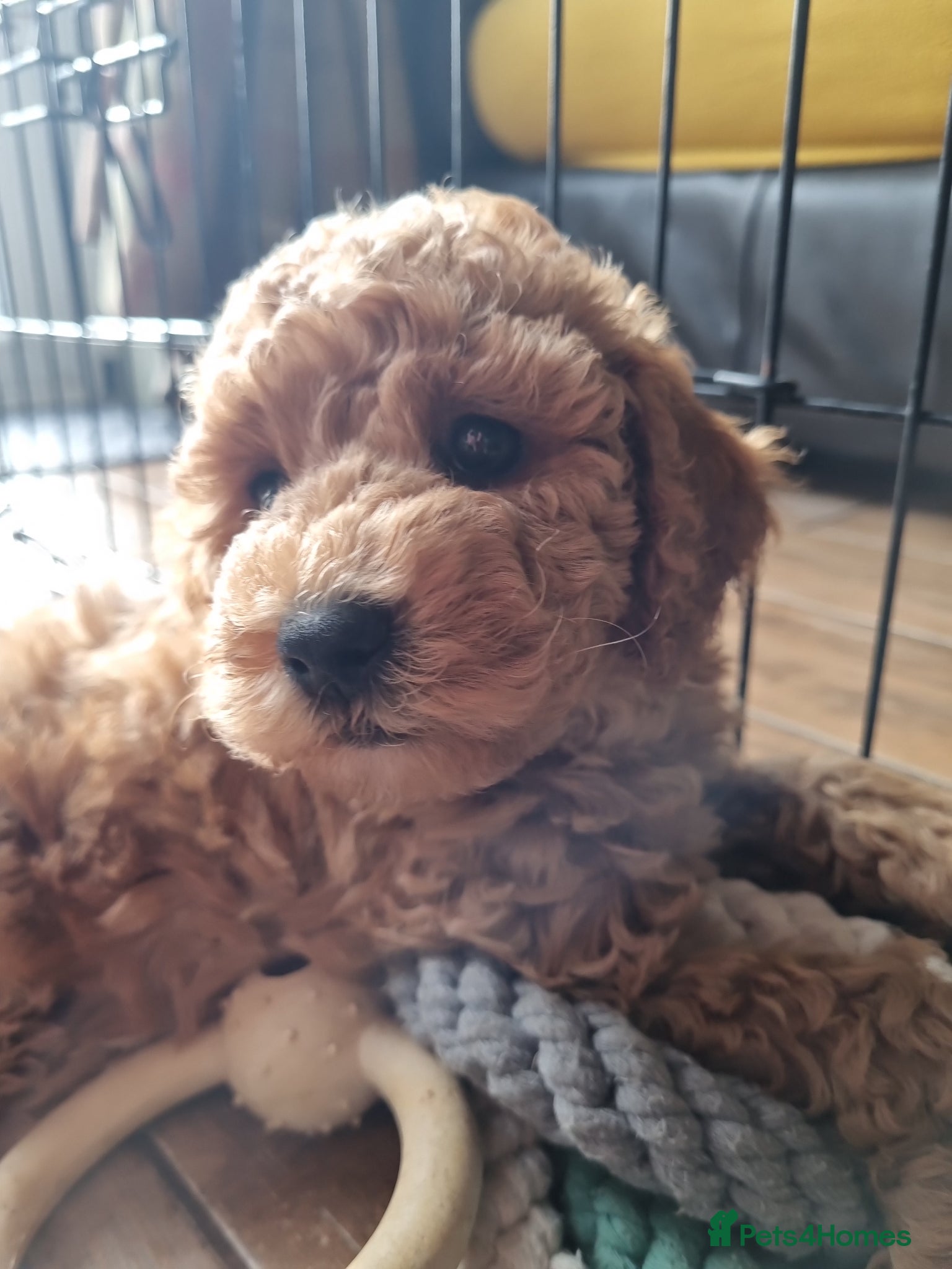 Maltipoo dogs Beautiful Maltipoo Puppies ,hypoallergenic.  - Advert 2