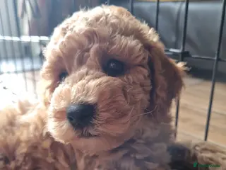 Maltipoo dogs Beautiful Maltipoo Puppies ,hypoallergenic. - Advert 7
