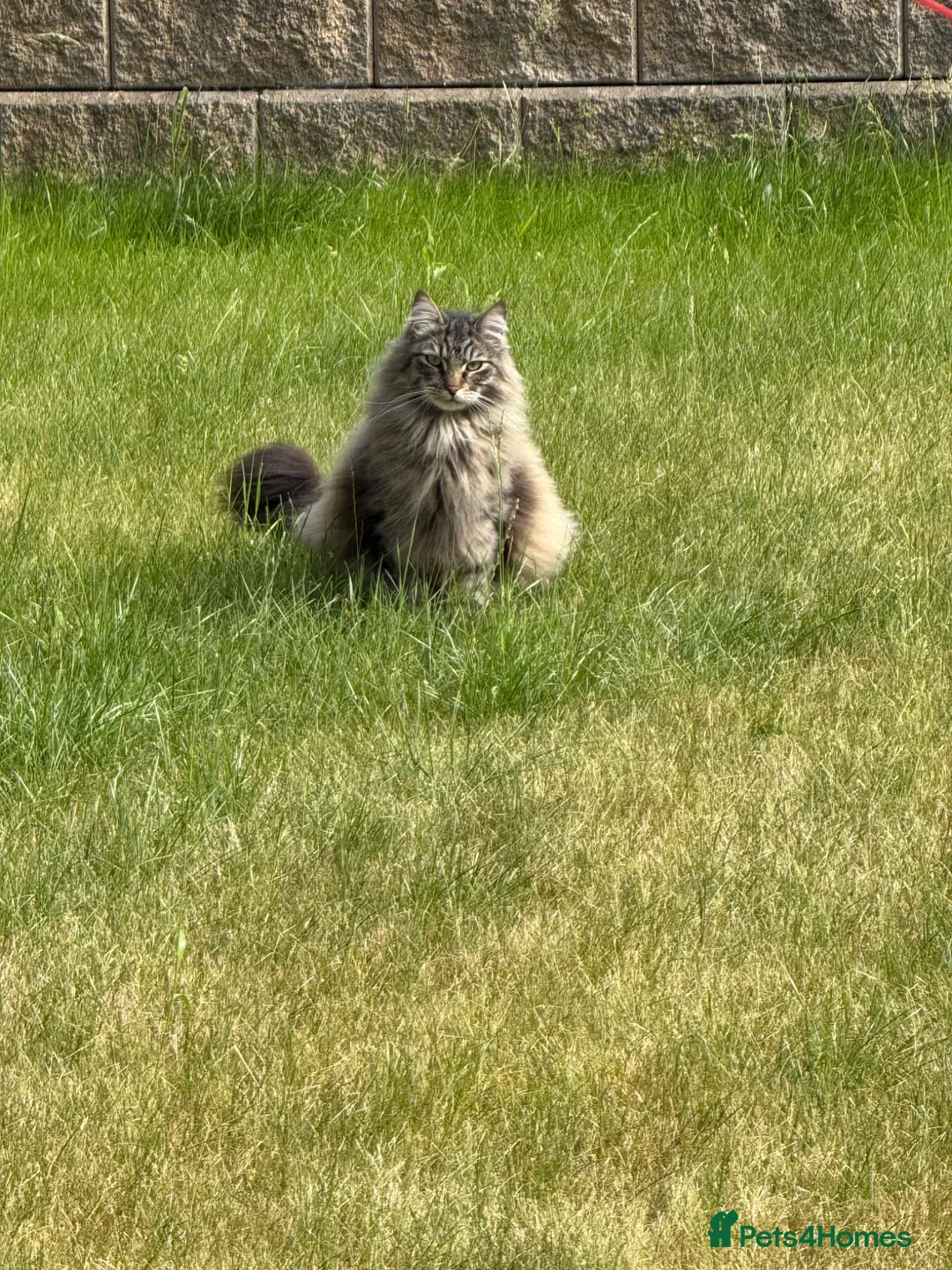 Siberian cats for sale: Siberian and Siberian X Ragdoll cats for rehoming - Advert 9