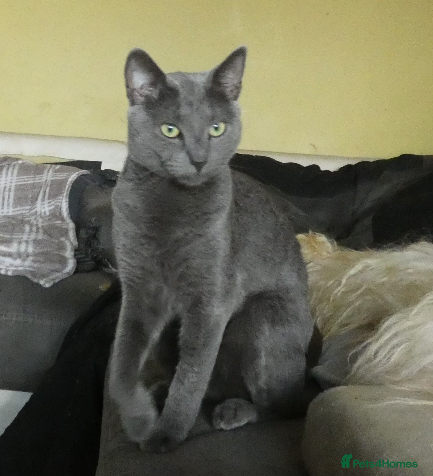 Russian Blue cats Pure Russian Blue Female Cat - Advert 1