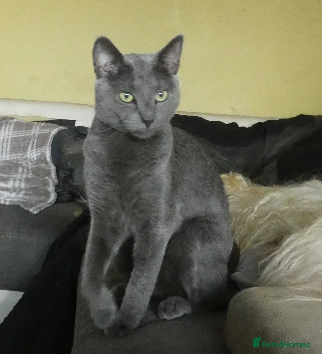 Russian Blue cats for sale: Pure Russian Blue Female Cat - Advert 1
