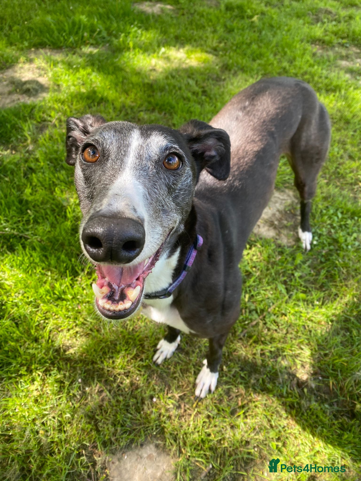 Greyhound dogs Sylvie - Advert 1