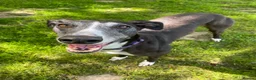Greyhound dogs for adoption: Sylvie - Advert 1