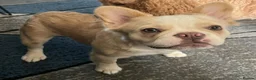 French Bulldog dogs for stud: Licensed breeder! Fluffy frenchie litter due July  - Advert 28