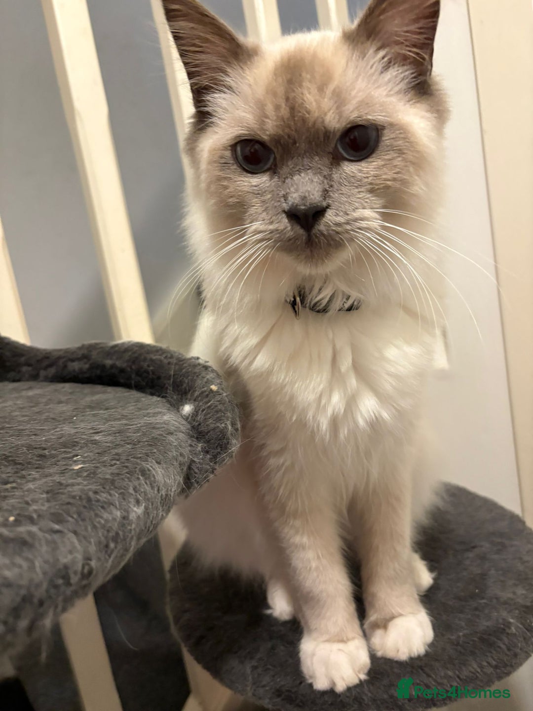 Ragdoll cats for sale: 2 Loving Ragdoll males - Image 1
