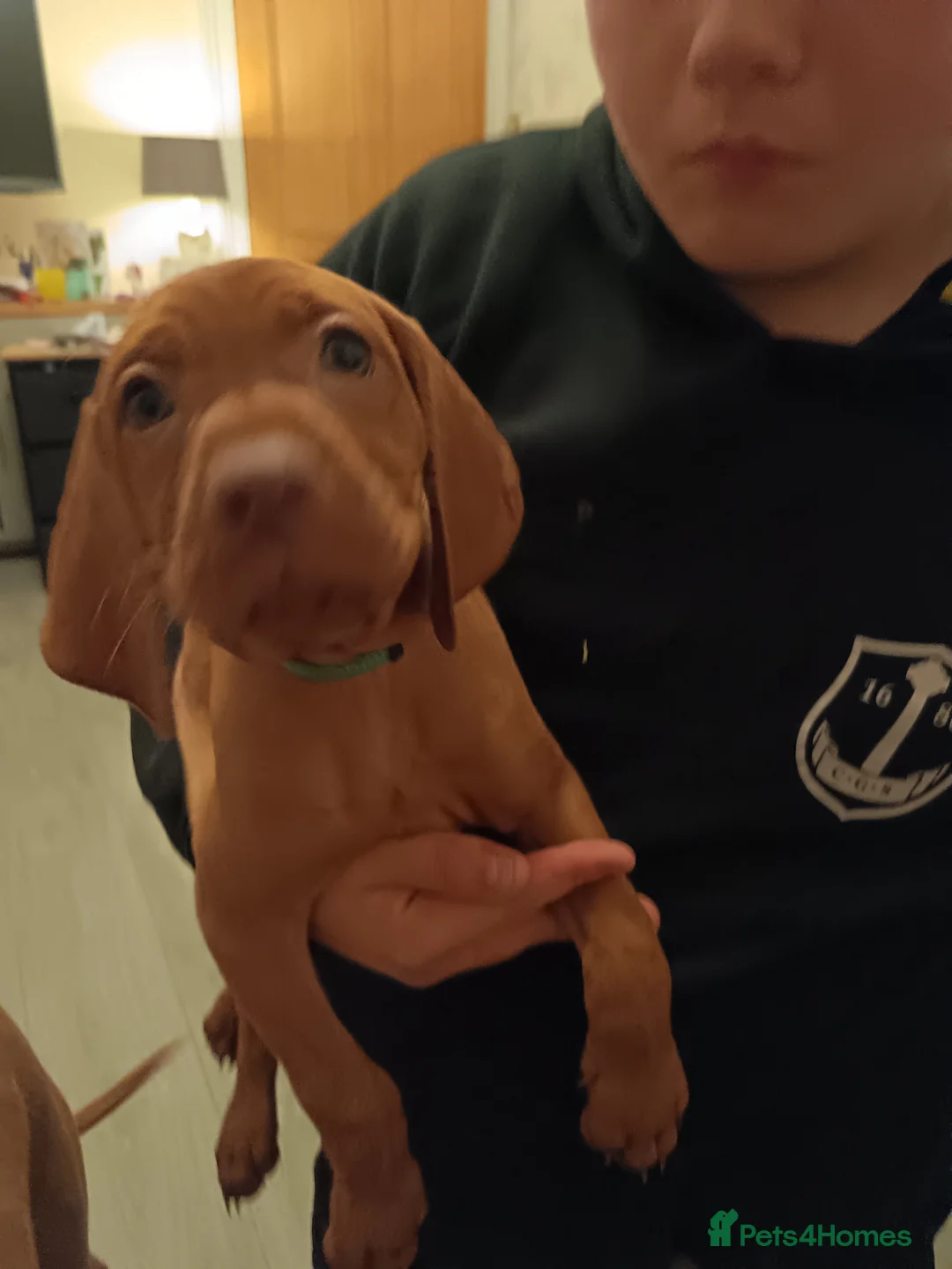 Hungarian Vizsla dogs for sale: * KC Reg Hungarian Vizsla pups 3 Girls* available  - Advert 2