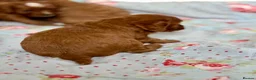 Cavapoo dogs for sale: Stunning red toy’s- Health Tested - KC parents - Advert 10