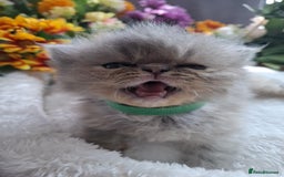 Persian cats for sale: Persian Kittens looking for their forever homes - Image 8