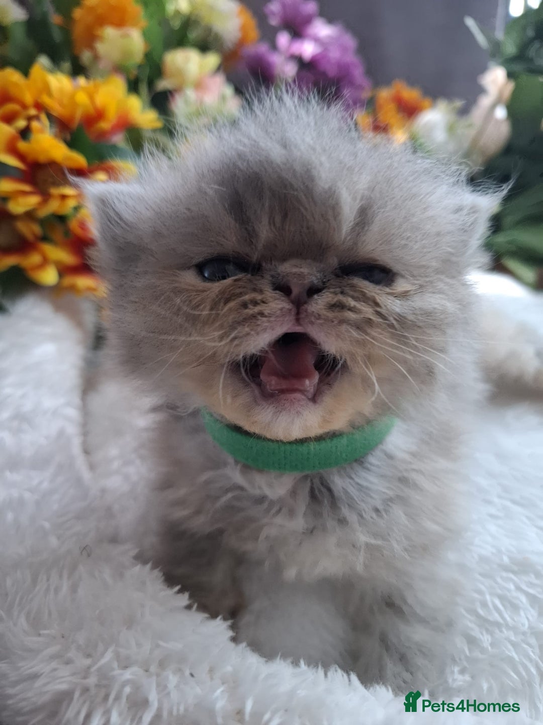 Persian cats for sale: Persian Kittens looking for their forever homes - Image 8
