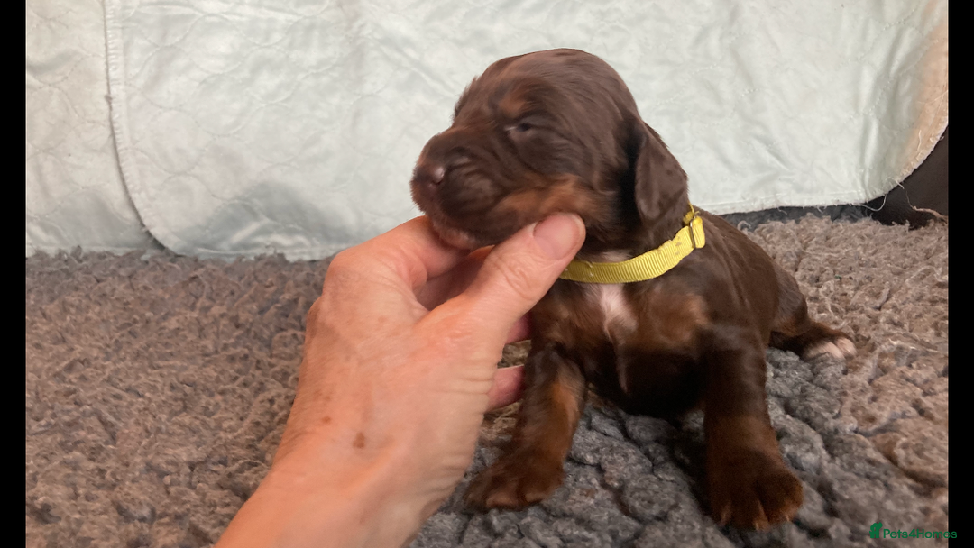 Cocker Spaniel dogs for sale:  Outstanding KC reg. DNA health tested cockers - Advert 5