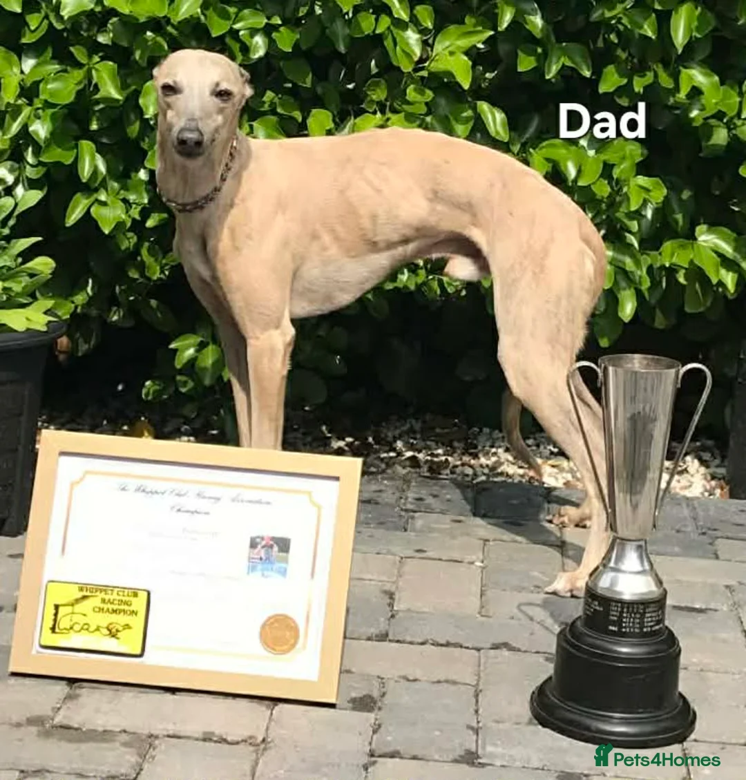 Whippet dogs for sale: KC Whippet Puppies - Champion Lines - Advert 28